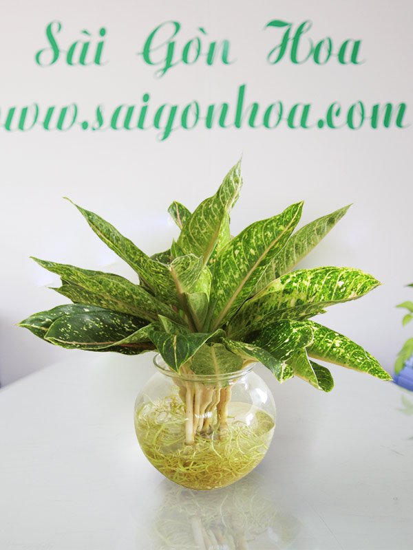Cây Cung Điện Vàng Trong Nước
