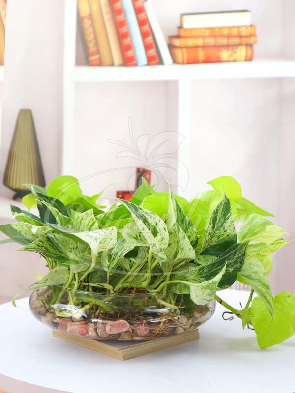 Cây Trầu Bà Sữa Trong Nước