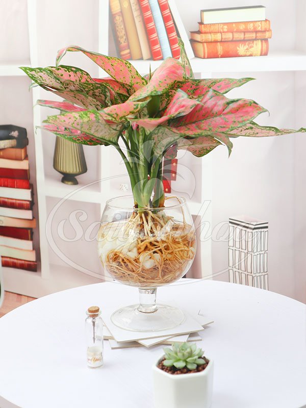 Cây Vạn Lộc Trong Nước