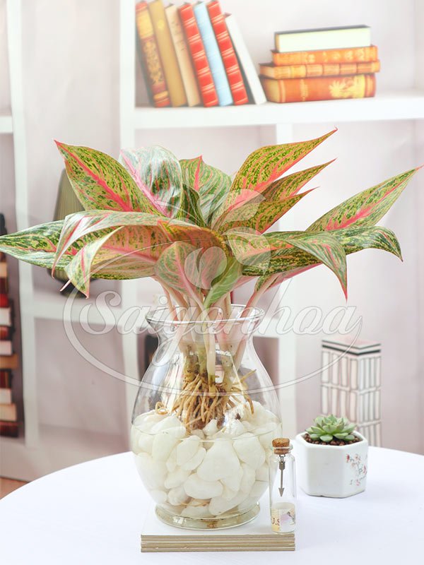 Cây Thịnh Vượng Trong Nước