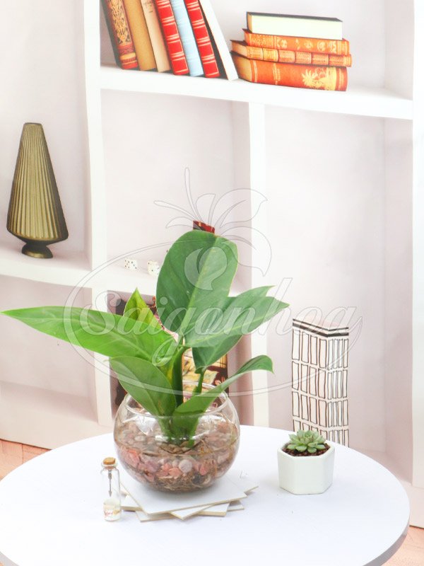 Cây Trầu Bà Đế Vương Xanh Trong Nước