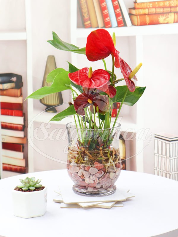 Cây Hồng Môn Trong Nước