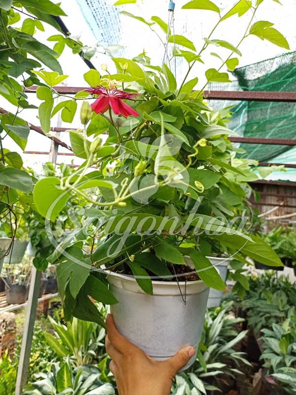 Dây Sao Đỏ