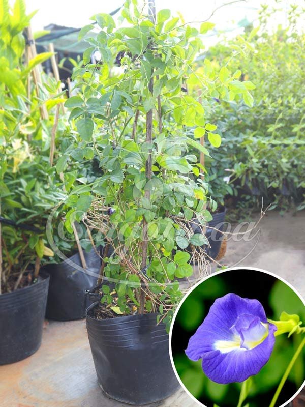 Dây Đậu Biếc