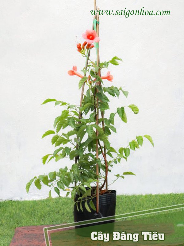 Dây Đăng Tiêu