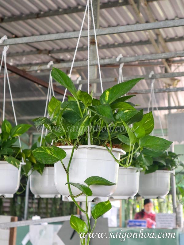 Trầu Bà Xanh Chậu Treo