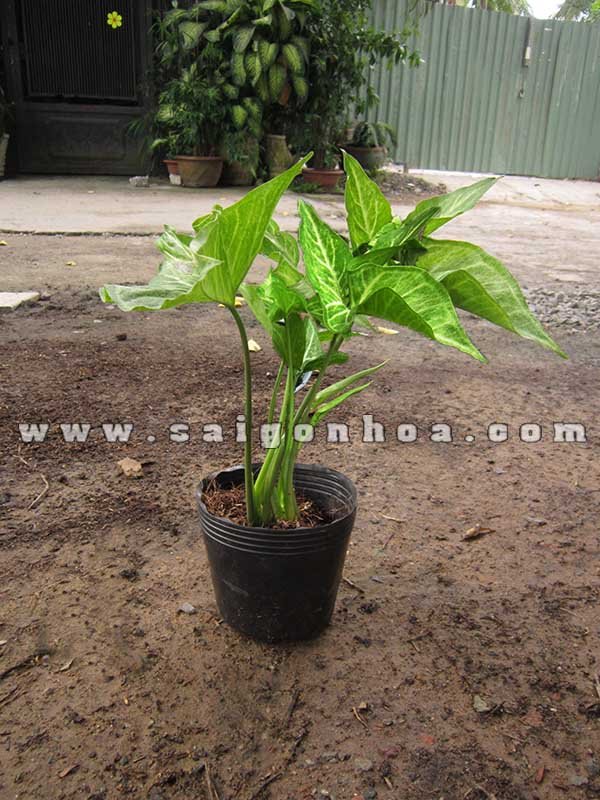 Cây Tróc Bạc