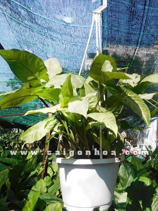 Cây Tróc Bạc Chậu Treo