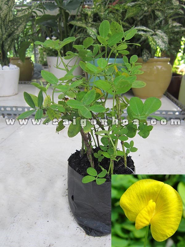 Cỏ Lạc