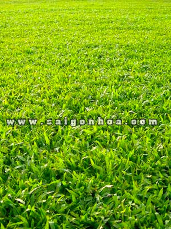 Cỏ Lá Gừng