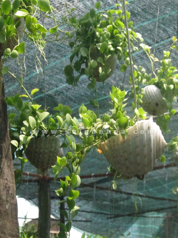 Cây Lan Tim Con Ốc