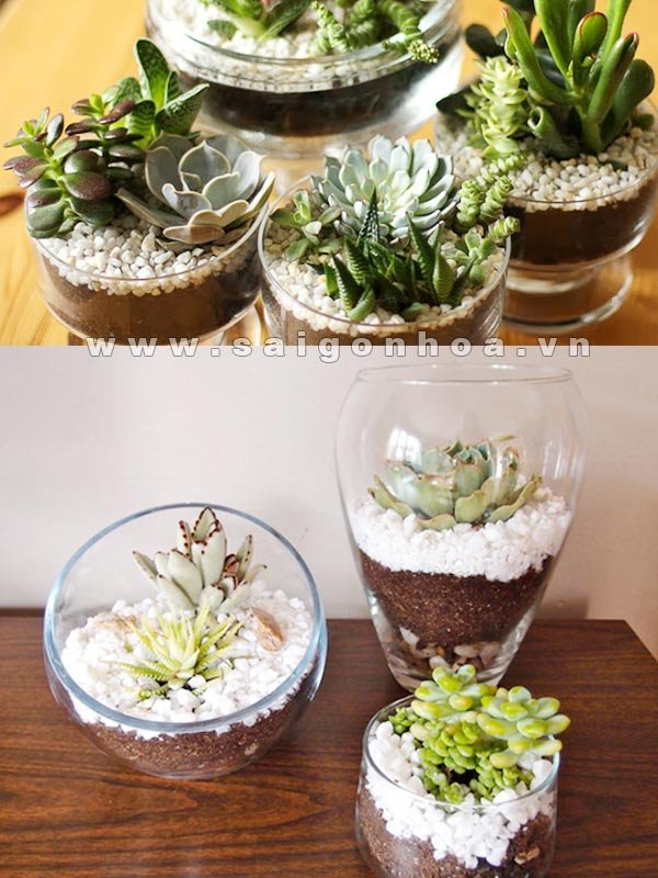 Tiểu Cảnh Sen Đá Trong Chậu Thủy Tinh 04