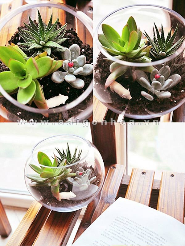 Tiểu Cảnh Sen Đá Trong Chậu Thủy Tinh 03
