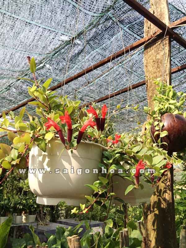 Cây Lan Son Môi Chậu Treo
