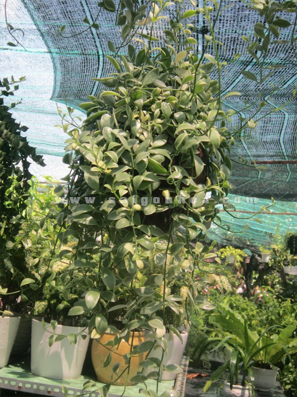 Cây Lan Hạt Dưa Cẩm Thạch
