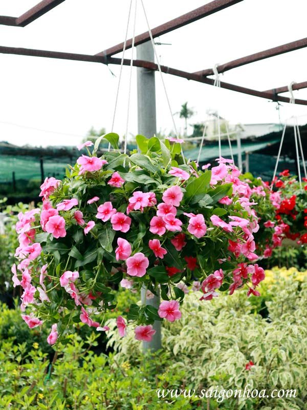 Cây Dừa Cạn Chậu Treo