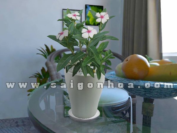 Hoa Dừa Cạn Để Bàn