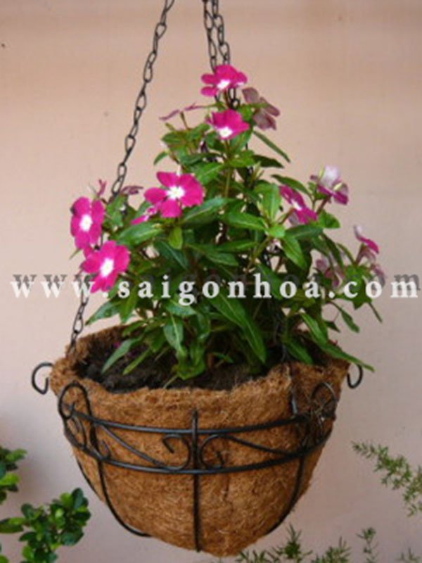 Hoa Dừa Cạn