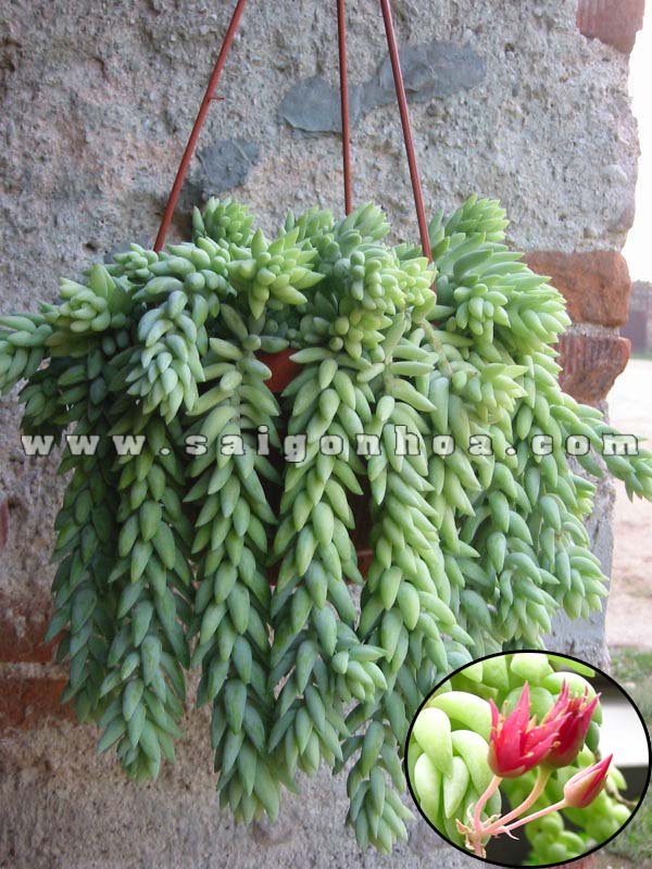 Chậu treo Chuỗi Ngọc Bi