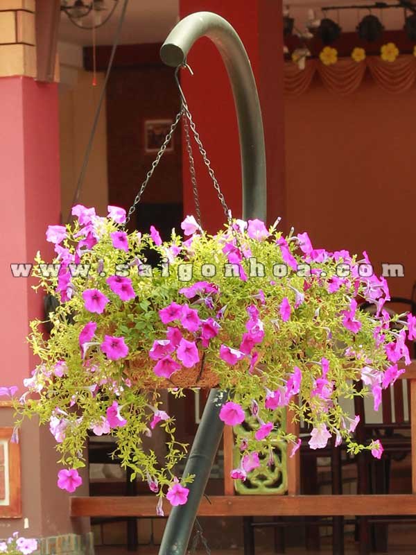Hoa Dạ Yên Thảo Chậu Treo