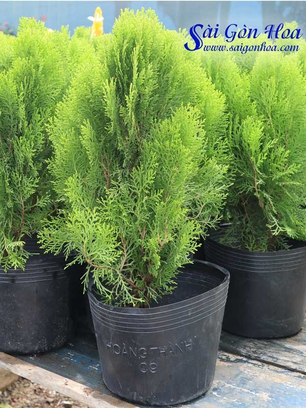 Cây Trắc Bách Diệp