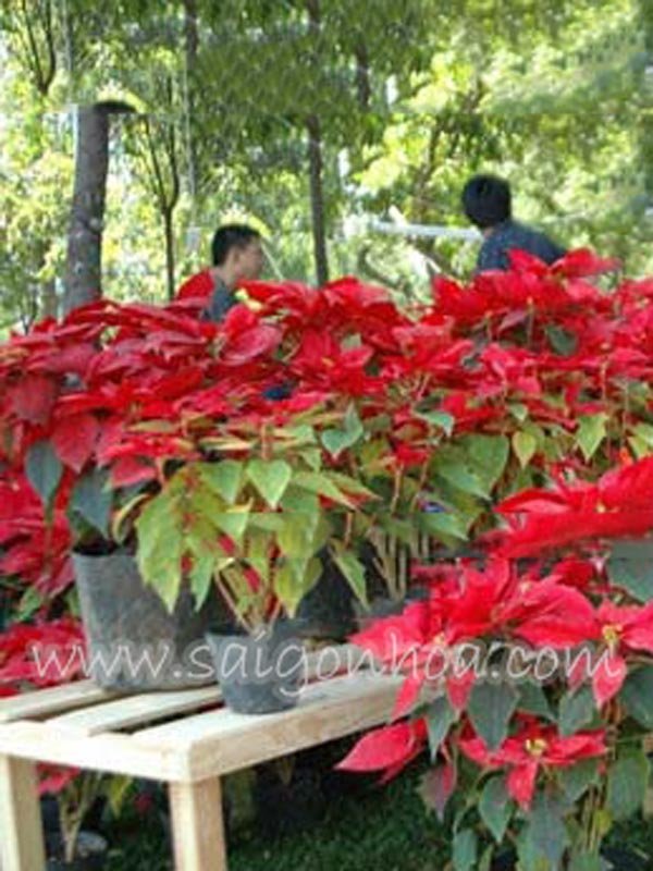Hoa Trạng Nguyên Miền Tây