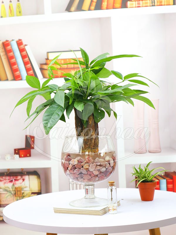 Cây Kim Ngân Trong Nước