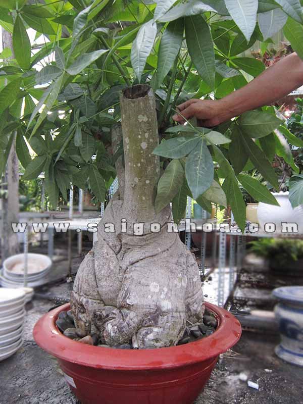 Chậu Cây Kim Ngân Dính Thân