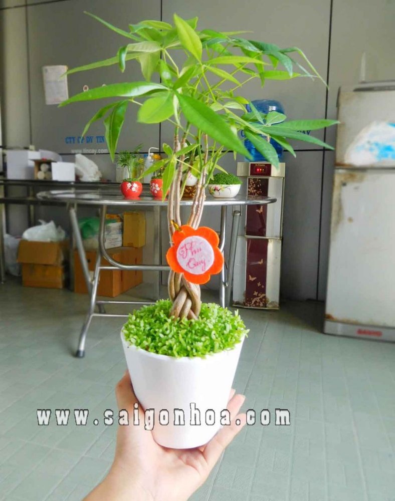 Cây Kim Ngân May Mắn