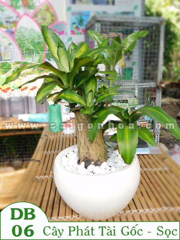 Cây Phát Tài Gốc Để Bàn