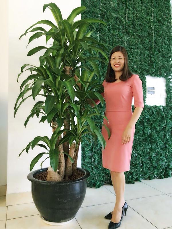 Chậu Cây Phát Tài Cây Thiết Mộc Lan