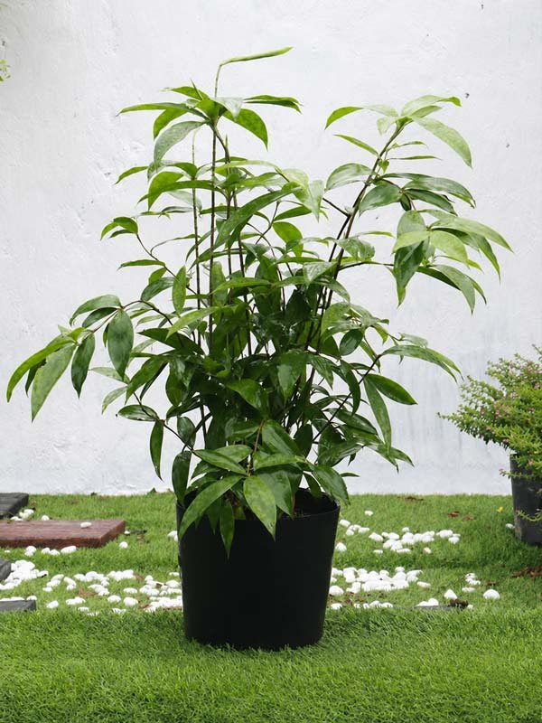 Cây Trúc Nhật