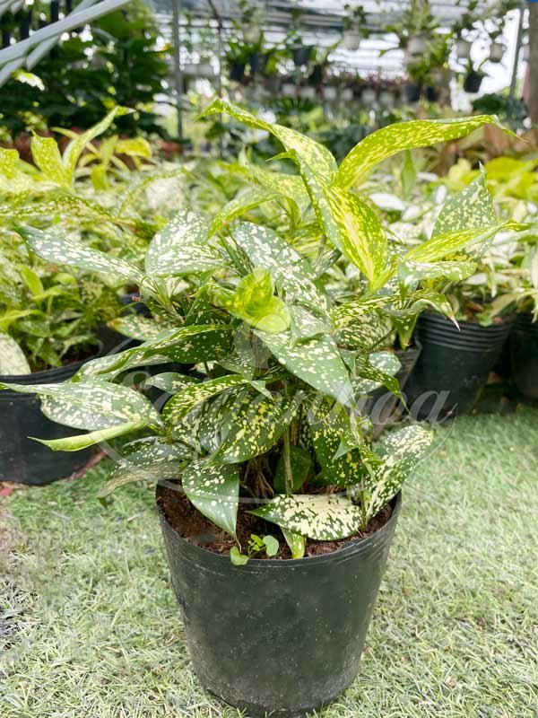 Cây Trúc Nhật Đốm