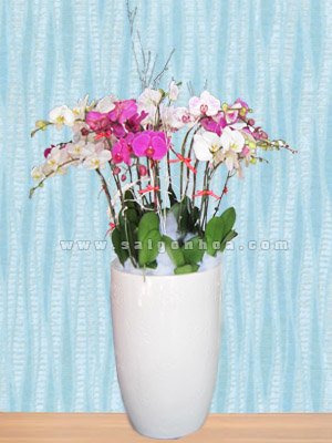Chậu Lan Hồ Điệp 18 Cành