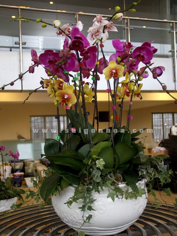Chậu Lan Hồ Điệp 12 Cành