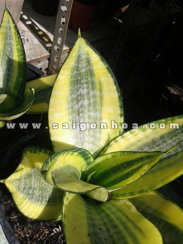 Cây Lưỡi Mèo