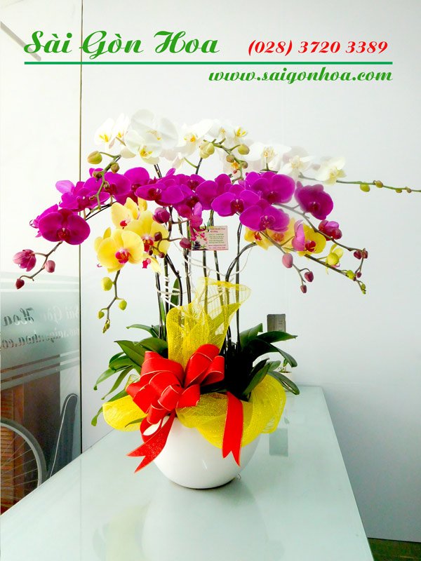 Chậu Lan Hồ Điệp 9 Cành