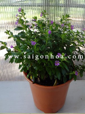 Cây Cẩm Tú Mai