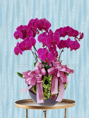 Hoa Lan Hồ Điệp Tím Chậu 7 Cành