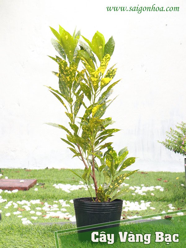 Cây Vàng Bạc