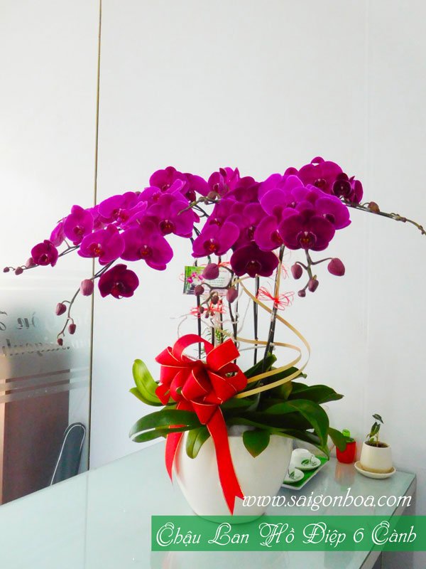 Chậu Lan Hồ Điệp 6 Cành Để Bàn