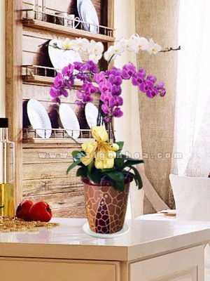 Chậu Lan Hồ Điệp 6 Cành