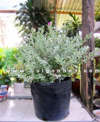 Cây Tuyết Sơn Phi Hồng