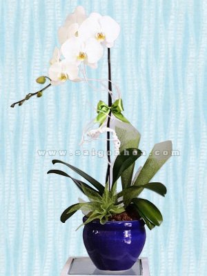Hoa Lan Hồ Điệp Trắng Chậu 1 Cành