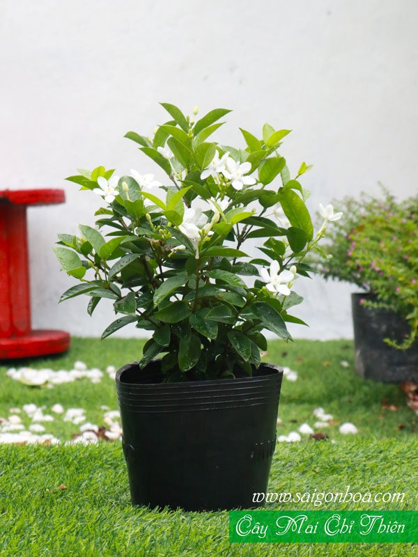 Cây Mai Chỉ Thiên