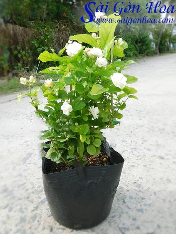 Cây Hoa Lài Ta