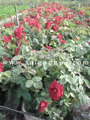 Cây Hoa Hồng Công Trình