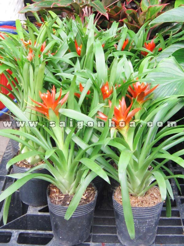 Cây Dứa Cảnh Nến