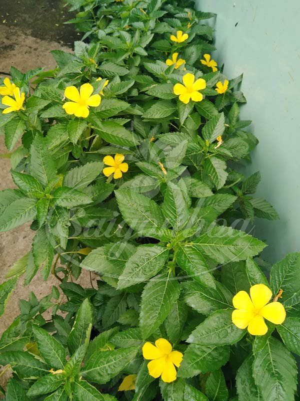 Cây Đông Hầu