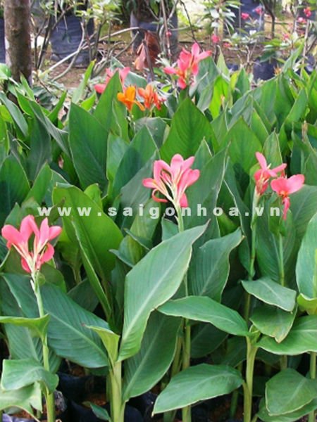 Cây Chuối Hoa